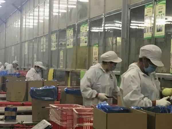 【城事】冬奧餐桌上有咱平度菜！平度企業供應40多噸圓蔥